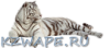 kzwape.png