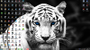 1397939466screenshot_1.png